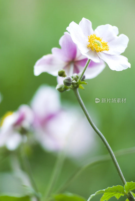 秋日本海葵(Anemone hupehensis) - I